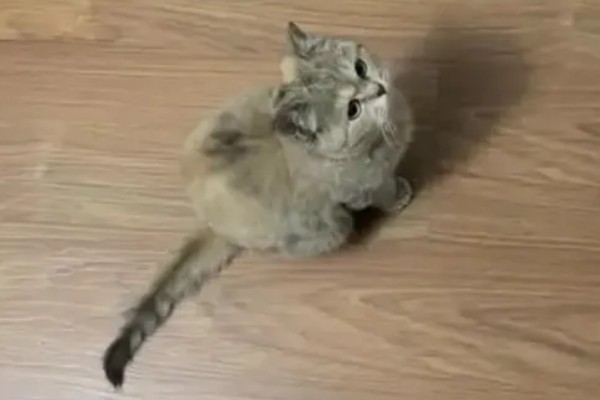 春季猫尿道疾病的预防，应适当增加运动量