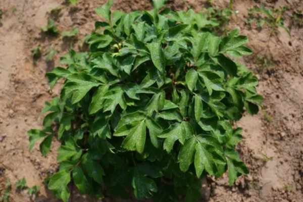 牡丹花不长叶子的原因,板结土壤会导致它生长不良