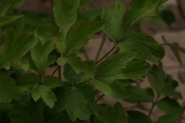 牡丹花不长叶子的原因,板结土壤会导致它生长不良