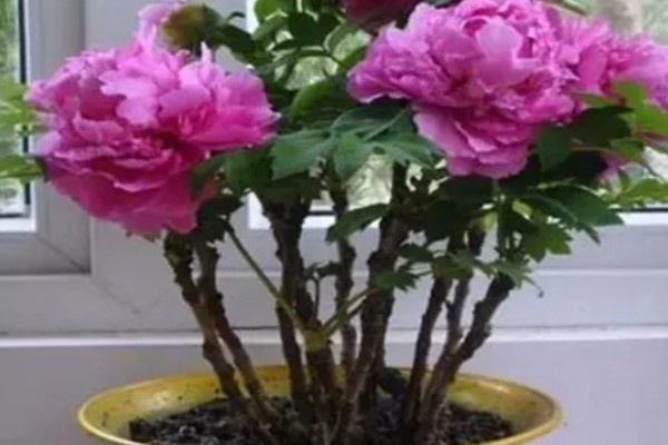 牡丹花不长叶子的原因,板结土壤会导致它生长不良