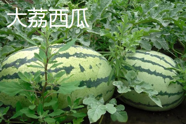 陕西榆林的特产，佳县油枣享誉国内市场