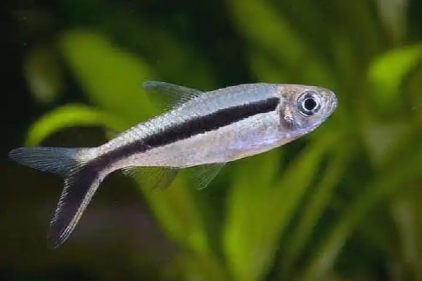 大企鹅灯鱼好不好养，有一定的饲养难度