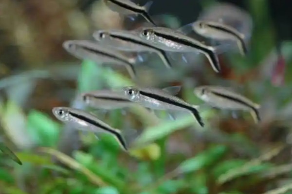 大企鹅灯鱼好不好养，有一定的饲养难度