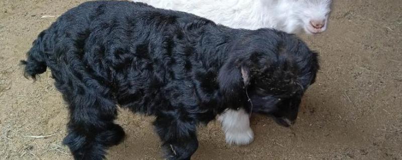 羊羔拉黄粪的原因，可能是肠胃消化能力差等因素所致