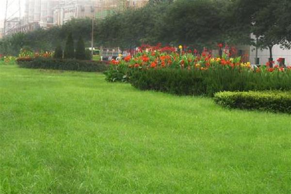 草坪的施肥方法，均匀撒施复合肥等肥料