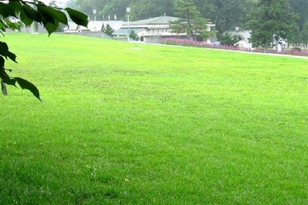 草坪的施肥方法，均匀撒施复合肥等肥料