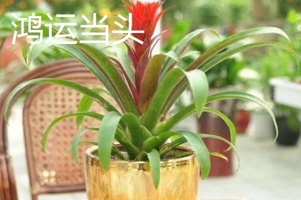 家里适合养什么花，鸿运当头、仙客来等品种有很好的风水寓意