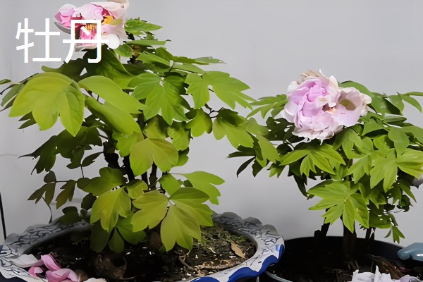 家里适合养什么花，鸿运当头、仙客来等品种有很好的风水寓意