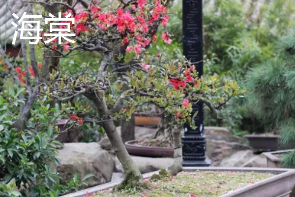 家里适合养什么花，鸿运当头、仙客来等品种有很好的风水寓意