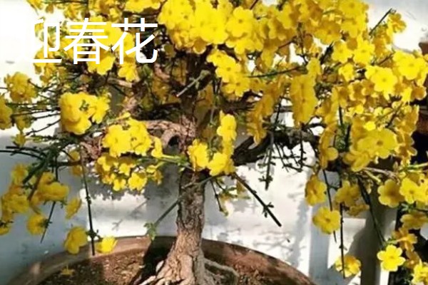 家里适合养什么花，鸿运当头、仙客来等品种有很好的风水寓意