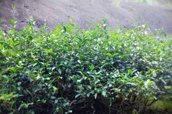 牛栏坑肉桂属于什么茶，属于乌龙茶类