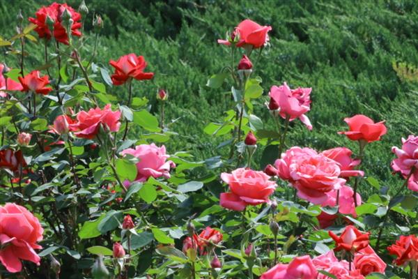 月季花是否怕冻，低于-7℃时容易被冻死