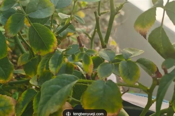 月季花是否怕冻，低于-7℃时容易被冻死