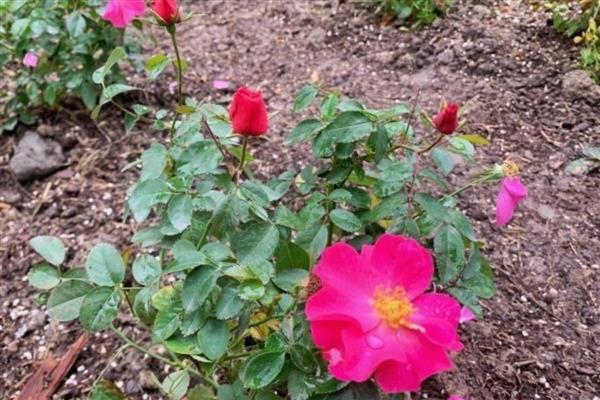 月季花是否怕冻，低于-7℃时容易被冻死