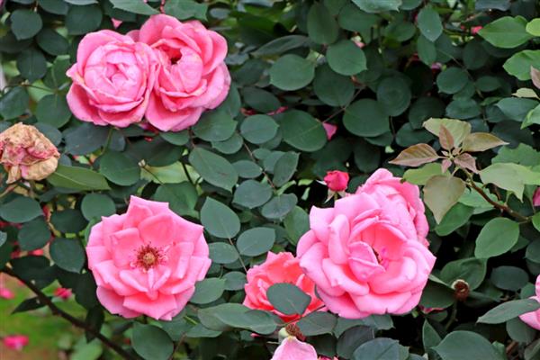 月季花是否怕冻，低于-7℃时容易被冻死