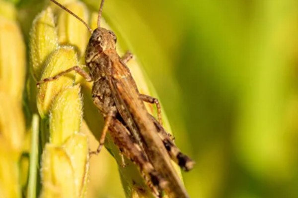蚂蚱有哪些生活习性，多为群居