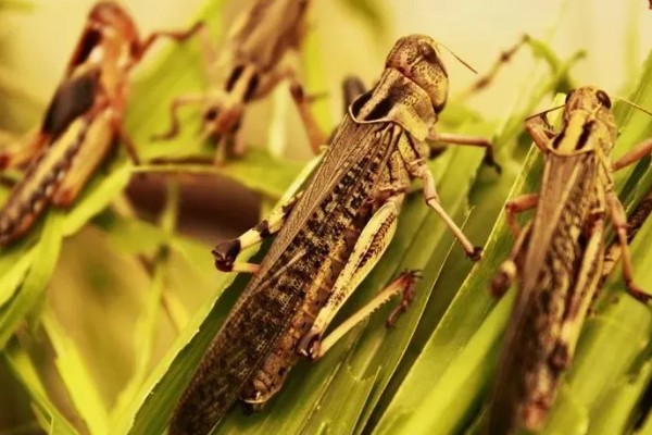 蚂蚱有哪些生活习性，多为群居