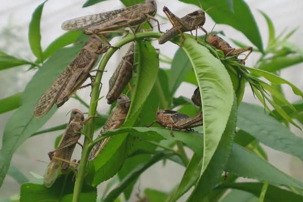 蚂蚱有哪些生活习性，多为群居
