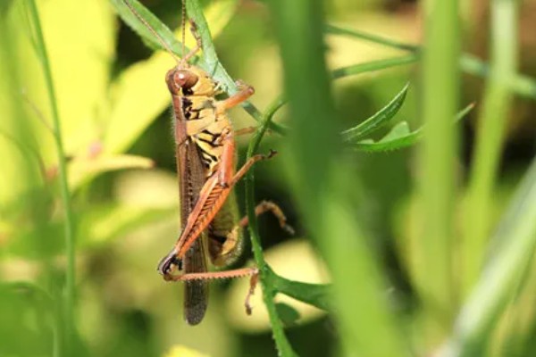 蚂蚱有哪些生活习性，多为群居