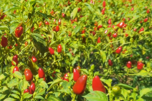 子弹头辣椒品种的特点，其用途广、辣味强等