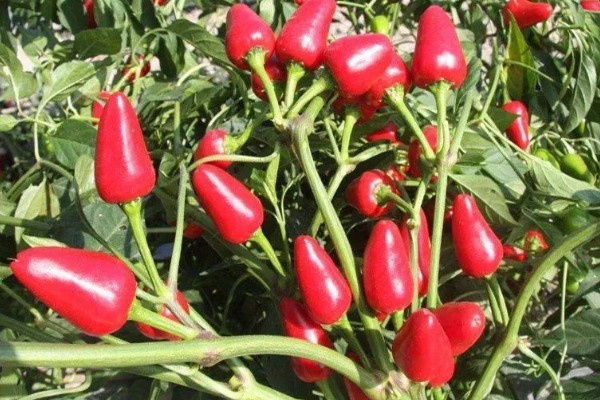 子弹头辣椒品种的特点，其用途广、辣味强等