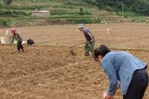 子弹头辣椒品种的特点，其用途广、辣味强等