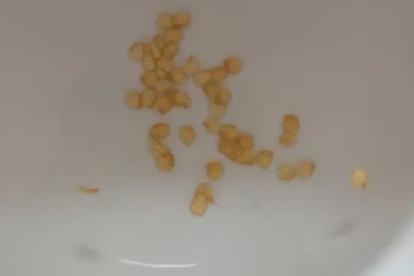 子弹头辣椒品种的特点，其用途广、辣味强等