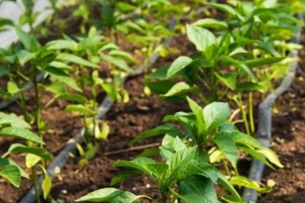 子弹头辣椒品种的特点，其用途广、辣味强等