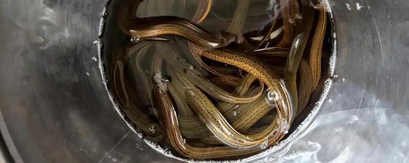 黄鳝的食物，摄食小鱼虾、河蚌等动物