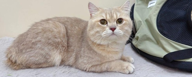 猫咪局部脱毛怎么处理，可以喷肤诺恩皮肤喷剂