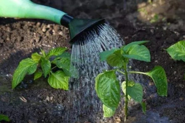 子弹头辣椒品种的特点，其用途广、辣味强等