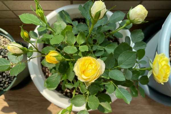 金丝雀花如何养殖，喜欢微酸性或者微碱性的砂质土