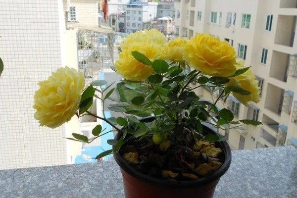 金丝雀花如何养殖，喜欢微酸性或者微碱性的砂质土