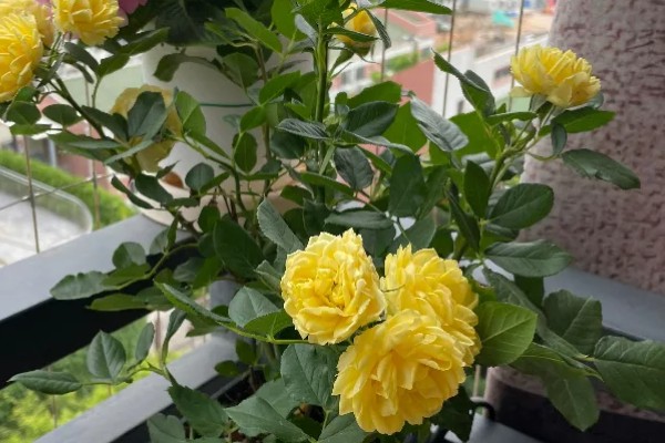 金丝雀花如何养殖，喜欢微酸性或者微碱性的砂质土