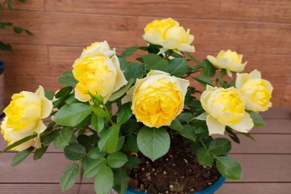 金丝雀花如何养殖，喜欢微酸性或者微碱性的砂质土