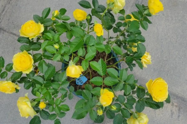 金丝雀花如何养殖，喜欢微酸性或者微碱性的砂质土