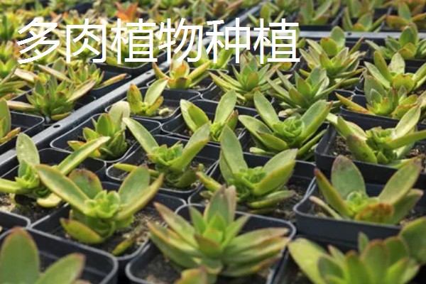 农村有什么赚钱的种植项目，多肉、花椒、猕猴桃等植物值得考虑