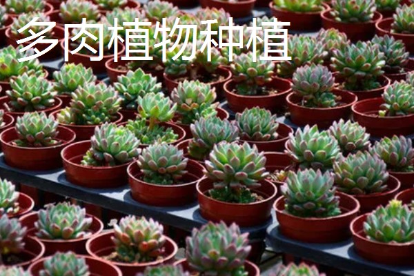 农村有什么赚钱的种植项目，多肉、花椒、猕猴桃等植物值得考虑