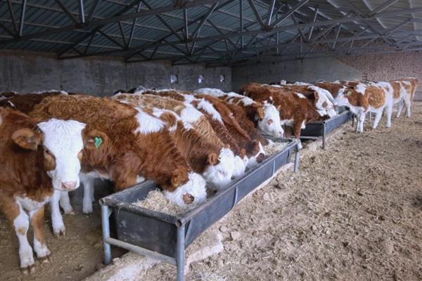 未来几年有什么合适的养殖项目，养牛、养兔、养土鸡都值得考虑