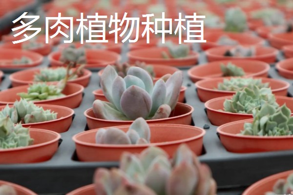 农村有什么赚钱的种植项目，多肉、花椒、猕猴桃等植物值得考虑