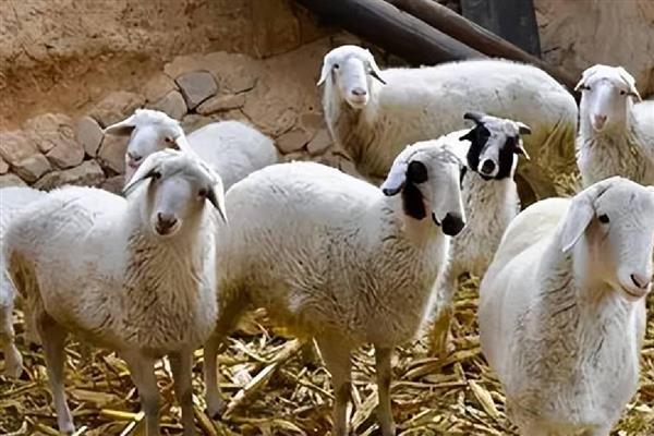 未来几年有什么合适的养殖项目，养牛、养兔、养土鸡都值得考虑