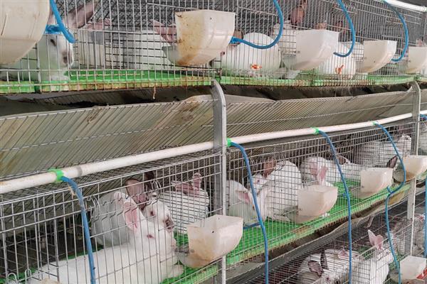 未来几年有什么合适的养殖项目，养牛、养兔、养土鸡都值得考虑