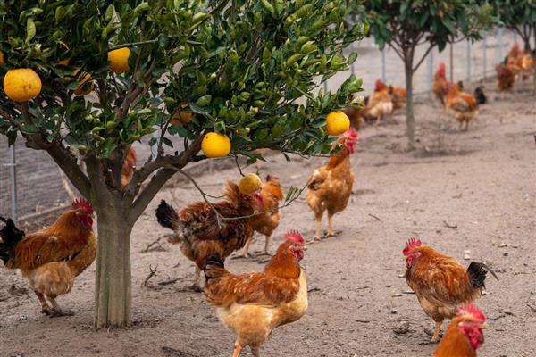 未来几年有什么合适的养殖项目，养牛、养兔、养土鸡都值得考虑