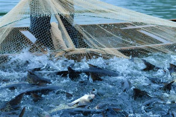 未来几年有什么合适的养殖项目，养牛、养兔、养土鸡都值得考虑