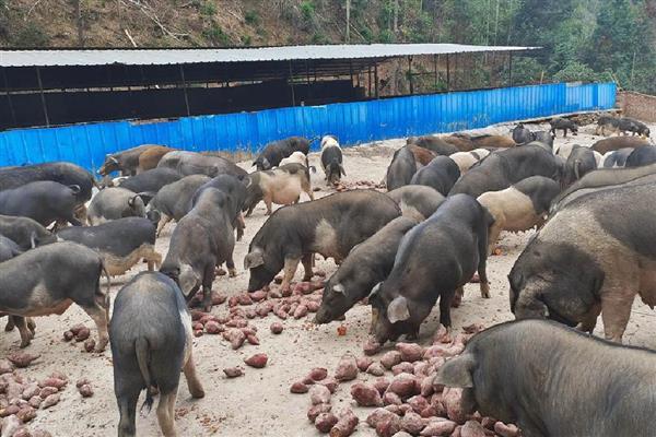 未来几年有什么合适的养殖项目，养牛、养兔、养土鸡都值得考虑
