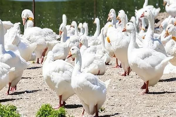 未来几年有什么合适的养殖项目，养牛、养兔、养土鸡都值得考虑