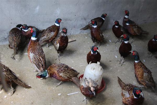 未来几年有什么合适的养殖项目，养牛、养兔、养土鸡都值得考虑