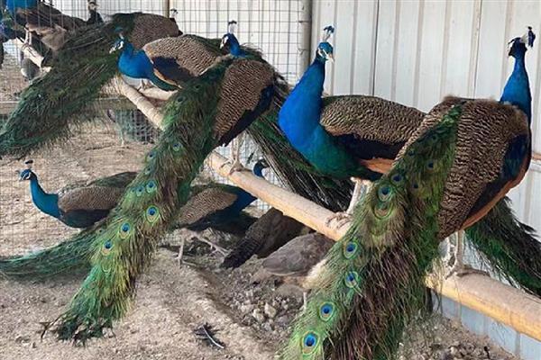 未来几年有什么合适的养殖项目，养牛、养兔、养土鸡都值得考虑