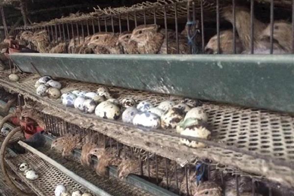 未来几年有什么合适的养殖项目，养牛、养兔、养土鸡都值得考虑