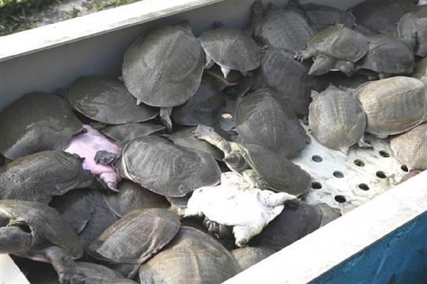 未来几年有什么合适的养殖项目，养牛、养兔、养土鸡都值得考虑